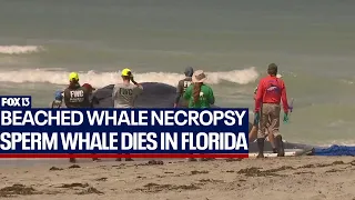 Beached sperm whale dies after stranding itself in Florida