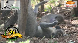 Shayna and Pepe: Orphaned Baby Monkeys Find Foster Moms in Skrow Troop  season 6 ep34