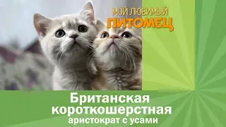 Британские кошки