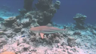 kuramathi Island sharks featuring a  giant Trevally