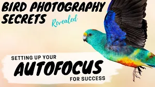 Setting up your AUTOFOCUS for SUCCESS - Bird Photography Secrets Revealed - Jan Wegener Vlog