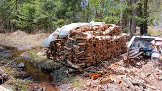 Shambala 94   Harvesting Maple Tree for Fire Wood   April 11 24, 2024