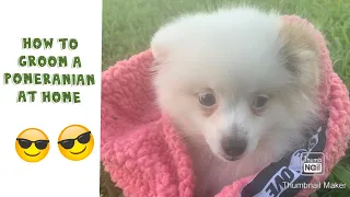 HOW TO GROOM A POMERANIAN PUPPY AT HOME! DIY FOR BEGINNERS | BATH TIME WITH MY PUPPY SNUGGLE