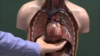 Chest anatomy, heart and lungs