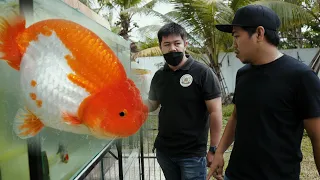 FV VLOG #076: What Every Goldfish Groomer Should Know ft. Roland Yu