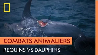 Les conflits entre dauphins et requins