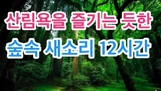 힐링스페셜 - 산림욕을 즐기는 듯한 산속의 물소리와 새소리 ASMR ::Meditation Sound-Various Birds Singing