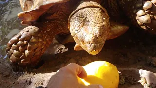 2023 08 09 We 09 09 Sulcata Tortoise