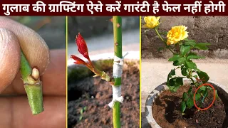 गुलाब की ग्राफ्टिंग ऐसे करें | Rose Bud Grafting | Rose Grafting | Rose Budding | Grafting Technique