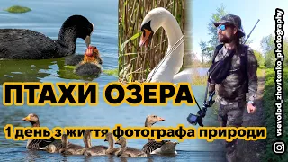 Водоплавні птахи на озерах та їх пташенята. Влог та процес зйомки фотографом дикої природи.