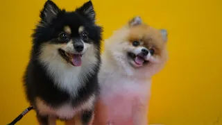 Pomeranian Grooming: How Best to Care for Your Dog’s Coat