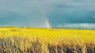 ТАКОЕ Я В ПЕРВЫЕ ВИЖУ! ОХОТА НА УТКУ, В ДИКИХ ПЛАВНЯХ.