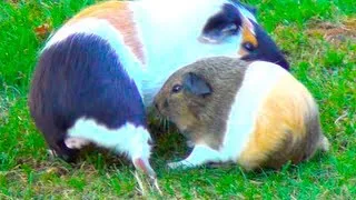 Guinea Pigs Make Circles