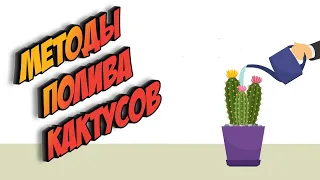 Методы Полива Кактусов - Уход за Кактусами - Как поливать Кактус