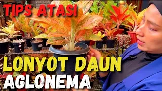 Tips mengatasi lonyot daun pada tanaman aglonema