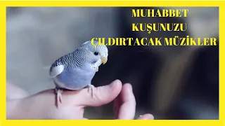 KUŞUNUZU ÇILDIRTACAK MÜZİKLER  ♫ || MUSİCS TO CRAZY YOUR BUDGERİGAR