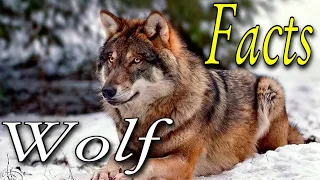 Unbelievable Wolf Facts You Never Knew! Animals! All the most interesting you can see here