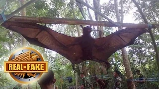 World's BIGGEST BAT CAPTURED - real or fake?