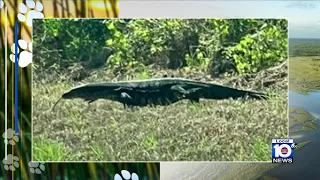 Florida woman spots Monitor lizard