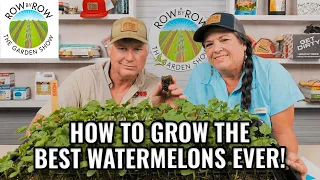 EVERYTHING You Need To Know About Growing Watermelon