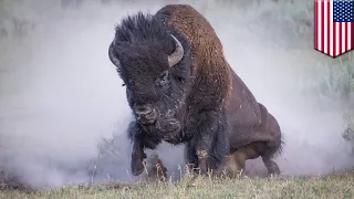 Woman flipped by bison at same park her date was gored at months earlier - TomoNews