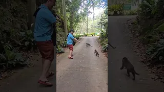 Watch Out for the Cheeky Monkeys of Bohol! #bohol