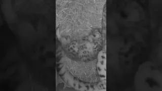 Baby snow leopard sleeping in the funniest position