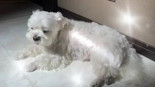 A dog dozing while basking in the sun.