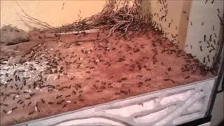 Camponotus fellah New nest