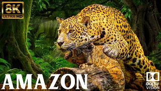 Amazon Jungle 8K ULTRA HD | Wild Animals of Rainforest | Amazing Film with Relaxing Music