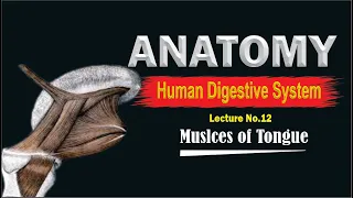 Muscles of tongue || Intrinsic and Extrinsic muscles | Muscles of the tongue (anatomy) | Toplesson4u