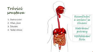 Trávicí soustava, 5. třída