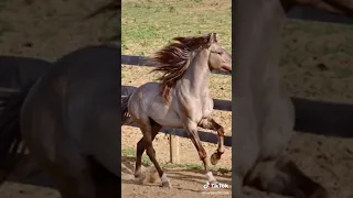The Rarest, Prettiest Horse Colours/coats - Silver Grulla
