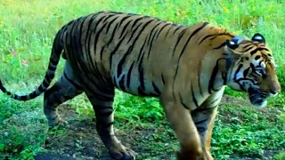The Tiger King seeks his crown|| Chota Matka//Tadoba//Tiger encounter//safari//jungle safari//Cats