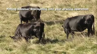 Summer Stockpile (part 2) - Extending the Grazing Season