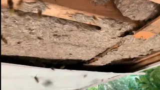 Massive Yellow Jacket Nest Removal - Wasp sting - Super Nest