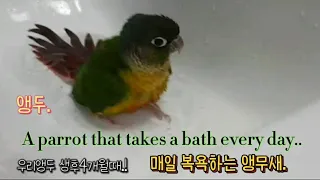 물놀이를 좋아하는 요정같은 앵무새 앵두.  #parrot  #lovely