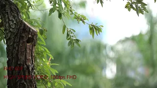 Lumix G9｜Leica 50-200mm f/2.8-4.0｜'High Speed Video'｜五色鳥｜台北市大安森林公園