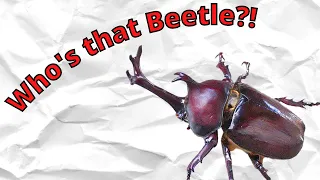 The Japanese Rhinoceros Beetle: Kabutomushi