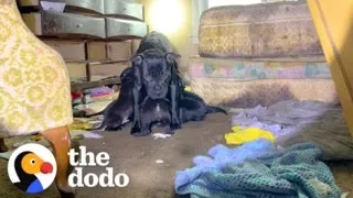 Mama Dog Wouldn’t Let Anyone Near Her Babies Until… | The Dodo