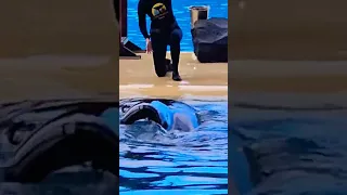 Huge Orca's show Canary Islands loro Parque #shorts #funny #animals #orca #amazing #loroparque #wow