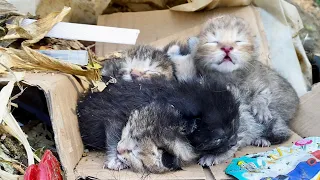 Heartbreaking!Newborn kittens abandoned in a garbage heap, struggling on the brink of life and death