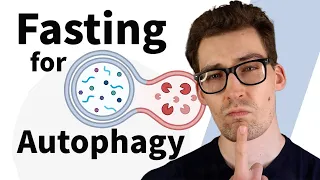 How long of a Fast for Autophagy?