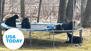 Group of bears in Connecticut wrestle, lounge and chew on trampoline | USA TODAY