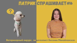 Собака проглотила посторонний предмет. Что делать? Выпуск #16/ Патрик спрашивает