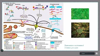 Хімія біомолекул.Лекція №7. Біосинтез