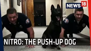 Meet The DOG Who Loves To Do Push-Ups