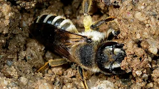 Megachile albisecta - Leafcutter bee - Hymenoptera - Apoidea - Abella - Abeja