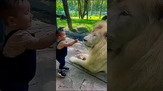 lion vs kid #shorts #youtuberrs