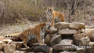 백두대간수목원 백두산호랑이 무궁, 태범 | 영남일보